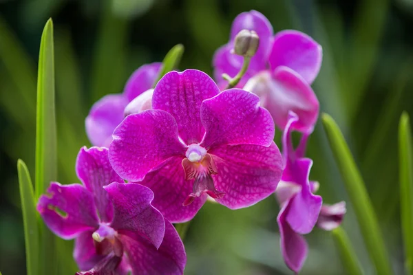 Kleurrijke orchidee bloemen op heldere zomerdag — Stockfoto