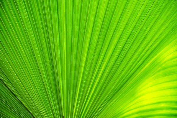 Texture of green leave for your background — Stock Photo, Image