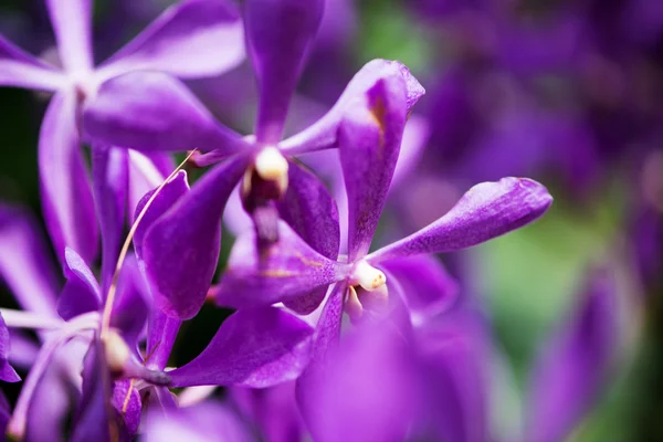 Färgglada orkidé blommor på ljusa sommardag — Stockfoto