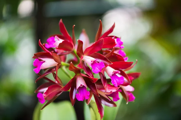 Színes orchidea virágok fényes nyári napon — Stock Fotó
