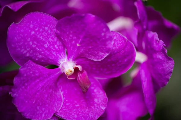 Barevné orchidej květiny v jasný letní den — Stock fotografie