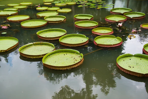 Grote bladeren van water lily — Stockfoto