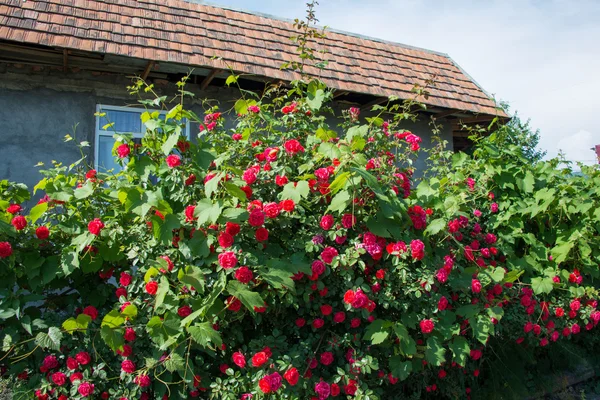夏日艳丽的玫瑰丛生 — 图库照片
