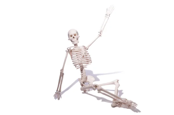 Skeleton isolated on the white background — Stock Photo, Image