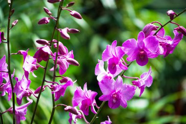 Parlak yaz gününde renkli orkide çiçekleri