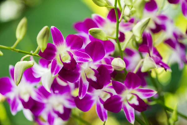 Farbenfrohe Orchideenblüten an einem strahlenden Sommertag — Stockfoto