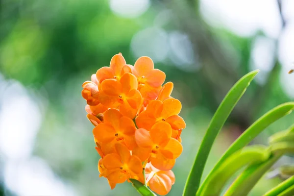 Colourful orchid flowers on bright summer day — Stock Photo, Image