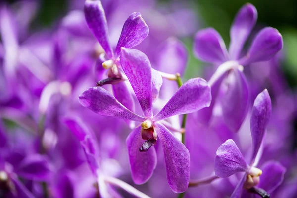 Flores coloridas de la orquídea en día brillante del verano — Foto de Stock