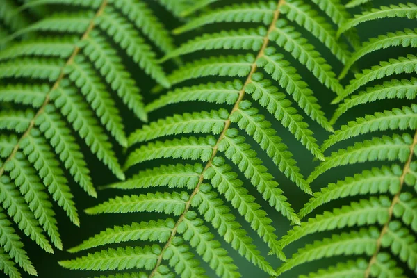 Gros plan des feuilles de fougère — Photo