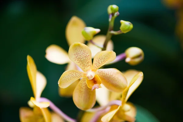 Barevné orchidej květiny v jasný letní den — Stock fotografie