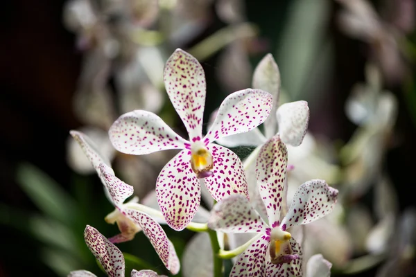 Barevné orchidej květiny v jasný letní den — Stock fotografie