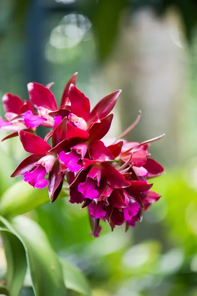 Kleurrijke orchidee bloemen op heldere zomerdag — Stockfoto