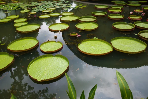 Grote bladeren van water lily — Stockfoto