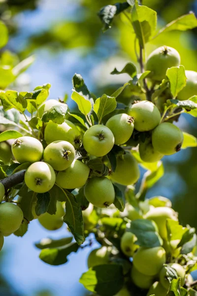 Green apples on the tree — Stock Photo, Image