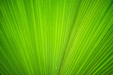 Geçmişiniz için yeşil izin dokusu