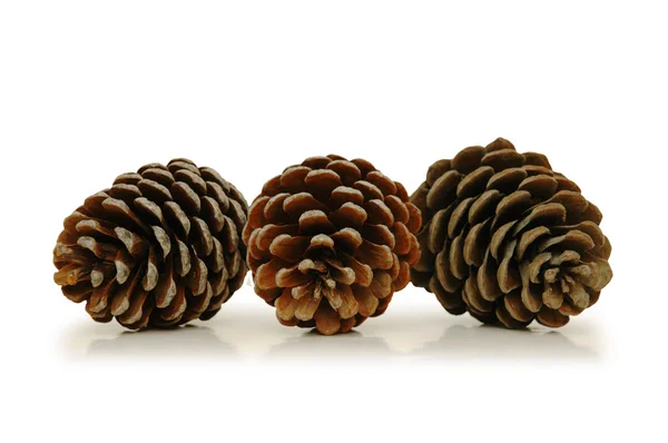 Cones de pinho de árvore de Natal isolados em branco — Fotografia de Stock