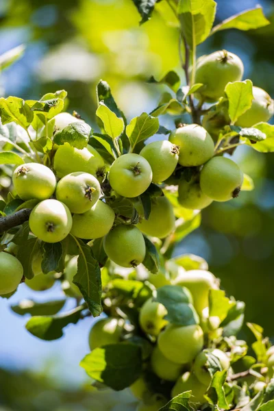 Green apples on the tree — Stock Photo, Image