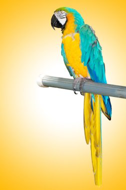 Tünekte oturan renkli papağan kuşu. 