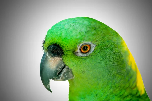 Bunter Papageienvogel sitzt auf der Sitzstange — Stockfoto