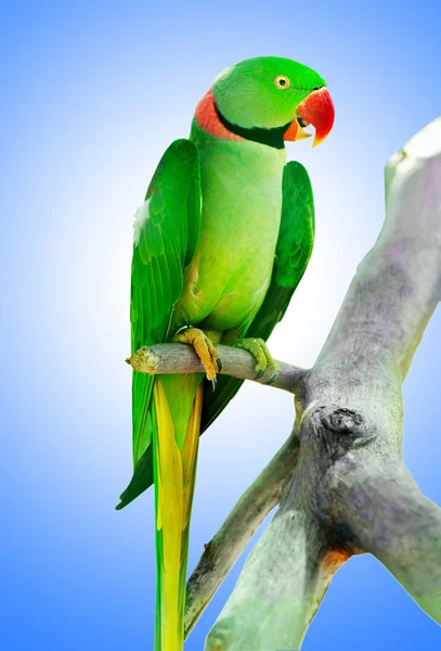 Colourful parrot bird sitting on the perch — Stock Photo, Image