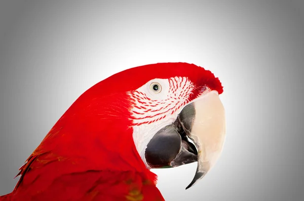 Colourful parrot bird sitting on the perch — Stock Photo, Image