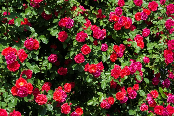 Μπους των τριαντάφυλλων τη λαμπερή καλοκαιρινή μέρα — Φωτογραφία Αρχείου