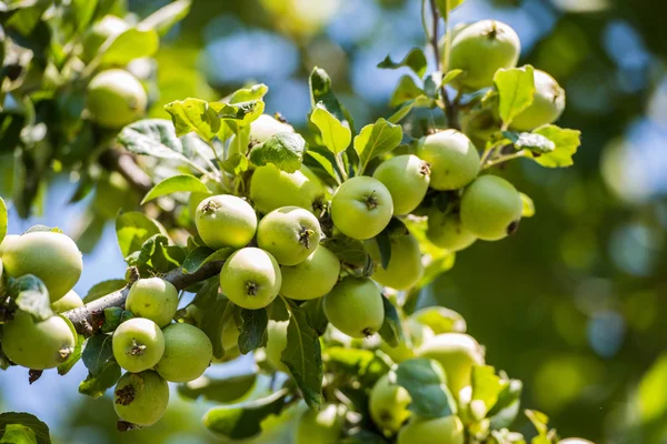 Manzanas verdes en el árbol —  Fotos de Stock