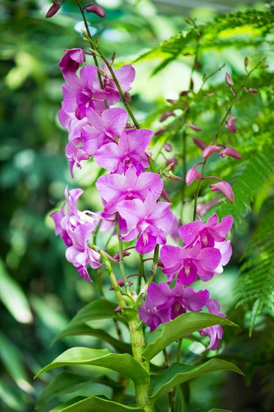 Colourful orchid flowers on bright summer day — Stock Photo, Image