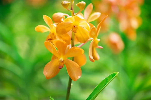 Flores coloridas de la orquídea en día brillante del verano —  Fotos de Stock