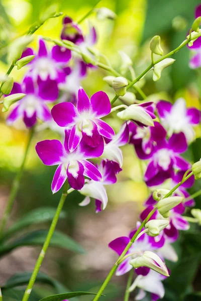 Kleurrijke orchidee bloemen op heldere zomerdag — Stockfoto