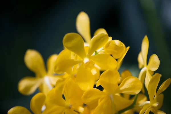 Flores coloridas de orquídeas no dia de verão brilhante — Fotografia de Stock