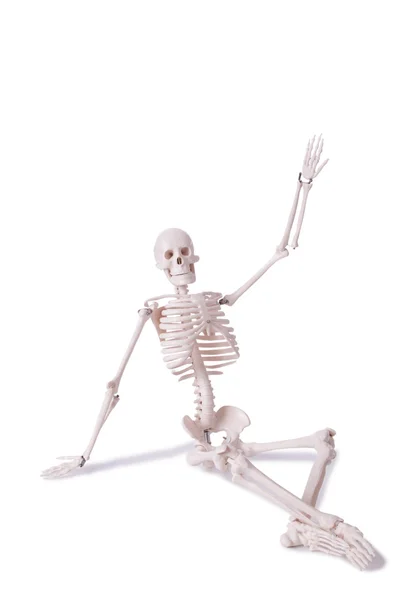 Skeleton isolated on the white background — Stock Photo, Image