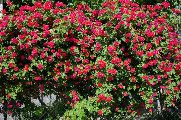 Bush av rosor på ljusa sommardag — Stockfoto