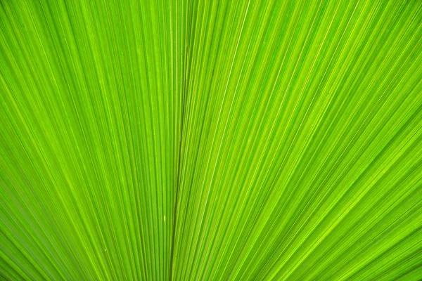 Textur av grön ledighet för din bakgrund — Stockfoto