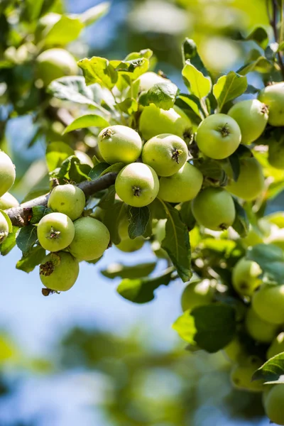 Manzanas verdes en el árbol — Foto de Stock