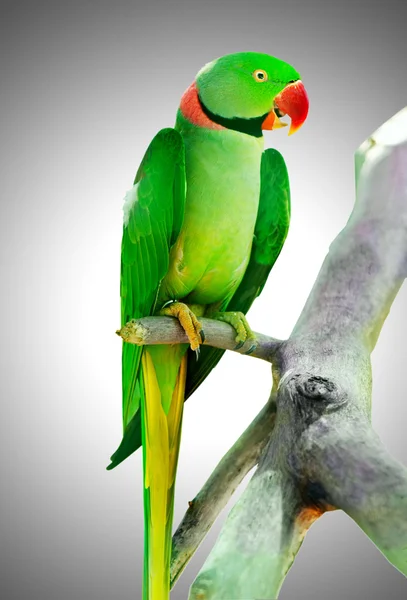 Colourful parrot bird sitting on the perch — Stock Photo, Image