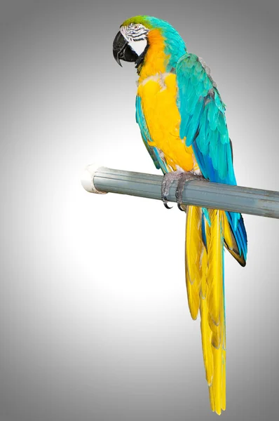 Colourful parrot bird sitting on the perch — Stock Photo, Image