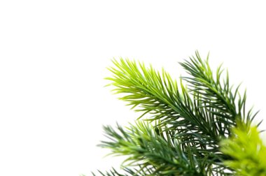 Noel ağacı Noel kavramı