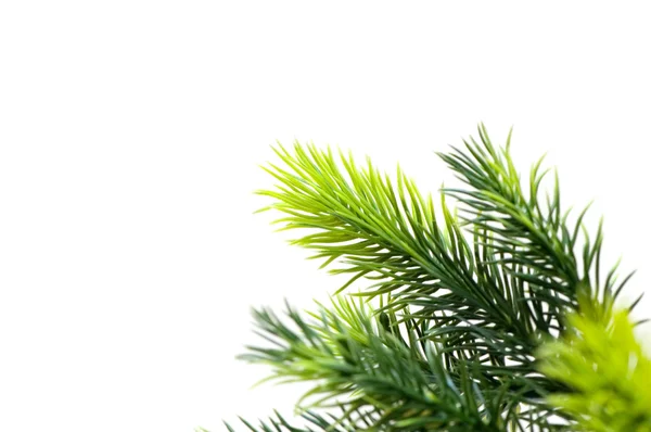Vánoční strom v pojetí Vánoc — Stock fotografie