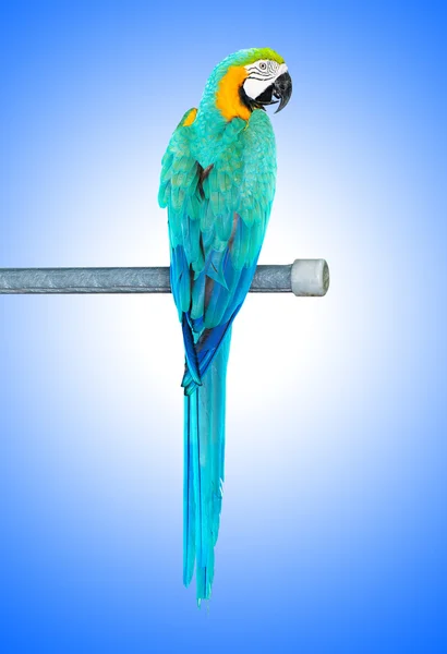 Colourful parrot bird sitting on the perch — Stock Photo, Image