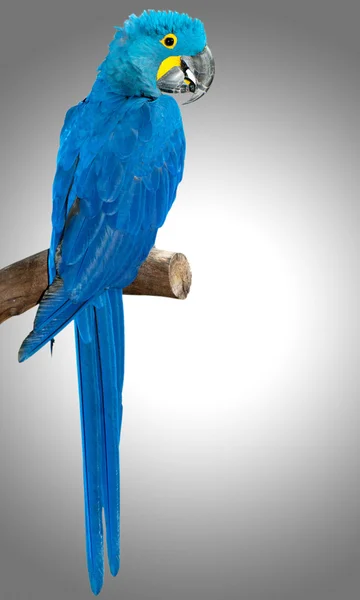 На окуни сидит разноцветная птица-попугай — стоковое фото