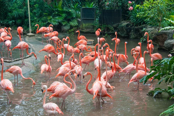 Птицы фламинго в пруду — стоковое фото