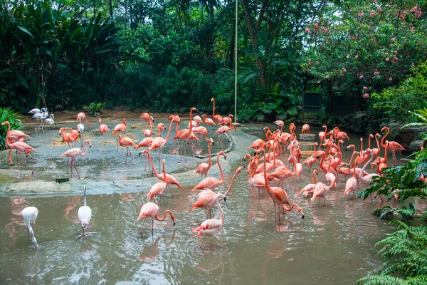 Flamingo-Vögel im Teich — Stockfoto