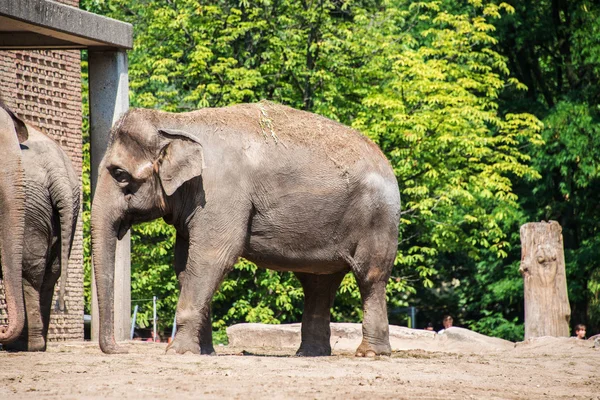 Elefant im Zoo an Sommertagen — Stockfoto