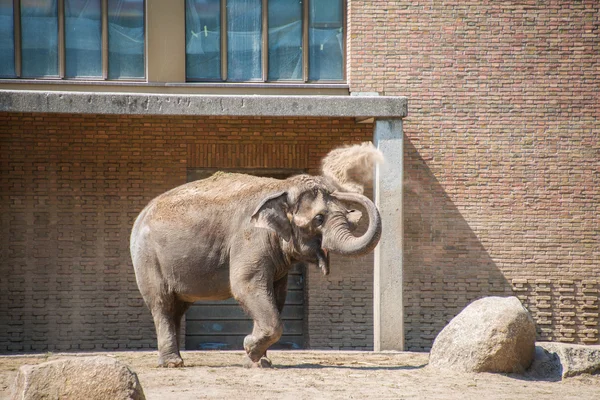 Elefant im Zoo an Sommertagen — Stockfoto