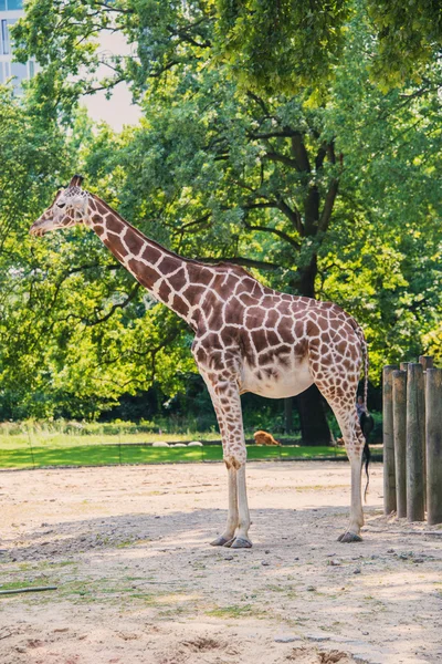 Giraffe between trees — Stock Photo, Image