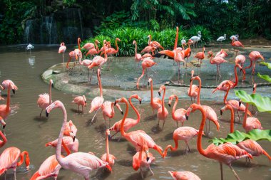 Gölette flamingo kuşları