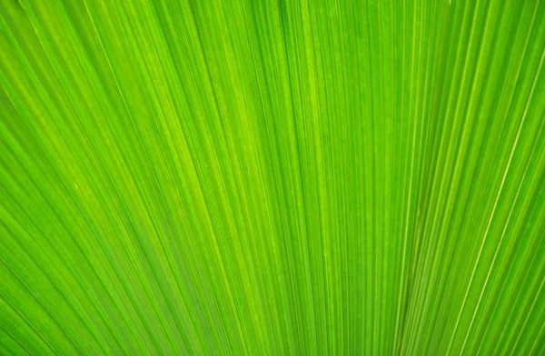 Texture of green leave for your background — Stock Photo, Image