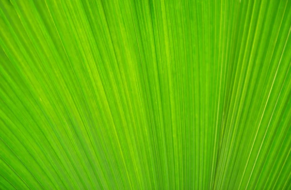 Textura de licença verde para o seu fundo — Fotografia de Stock