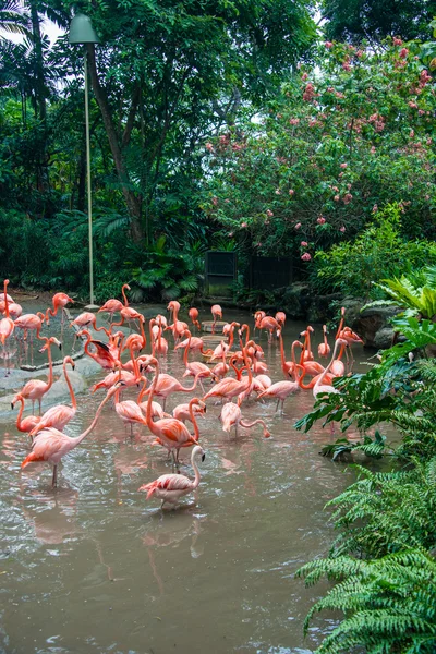 Flamingo-Vögel im Teich — Stockfoto